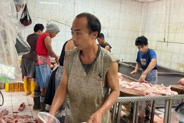industri ayam potong